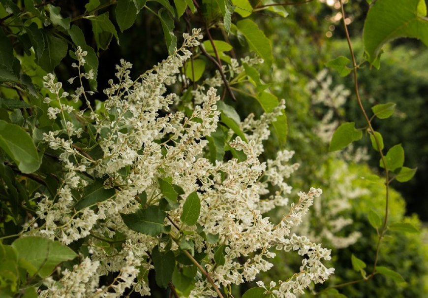 Silver lace vine - Polygonum auberti 