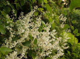 Silver lace vine - Polygonum auberti 