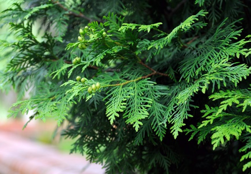 Lejlandski čempres - Cupressocyparis leylandii