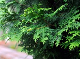 Leyland Cypress - Cupressocyparis leylandii