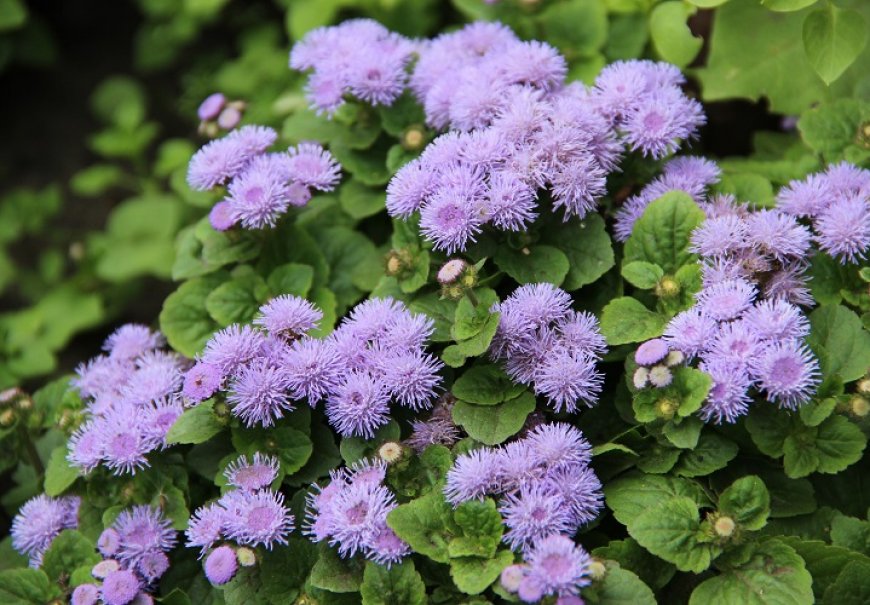 Modra zvjezdica - Ageratum houstonianum