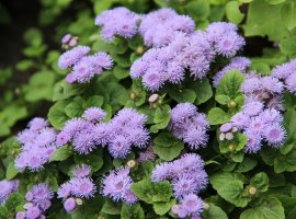 Modra zvjezdica - Ageratum houstonianum