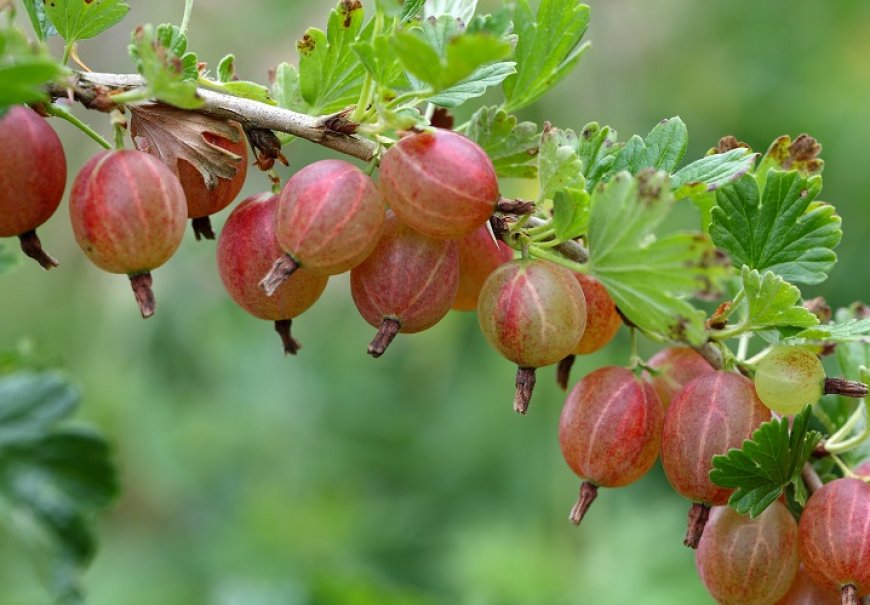 Gooseberry - Ribes uva-crispa