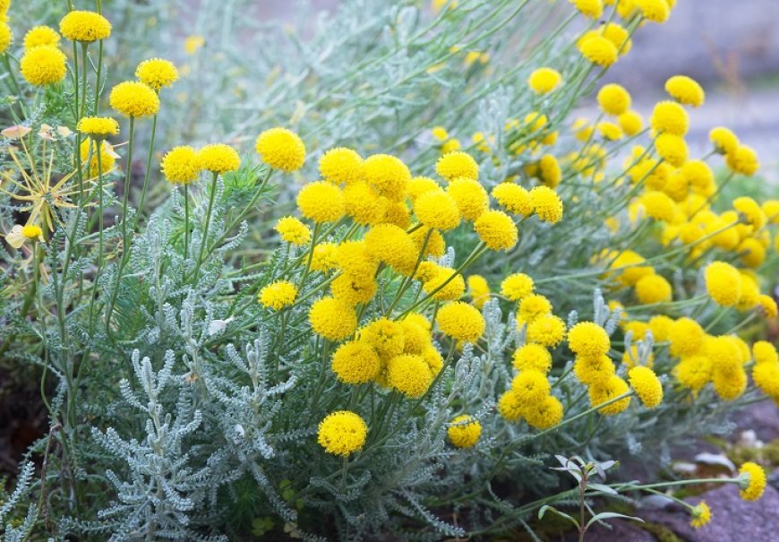 Cotton Lavender - Santolina chamaecyparissus