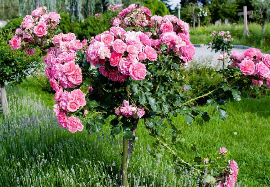 Tree rose