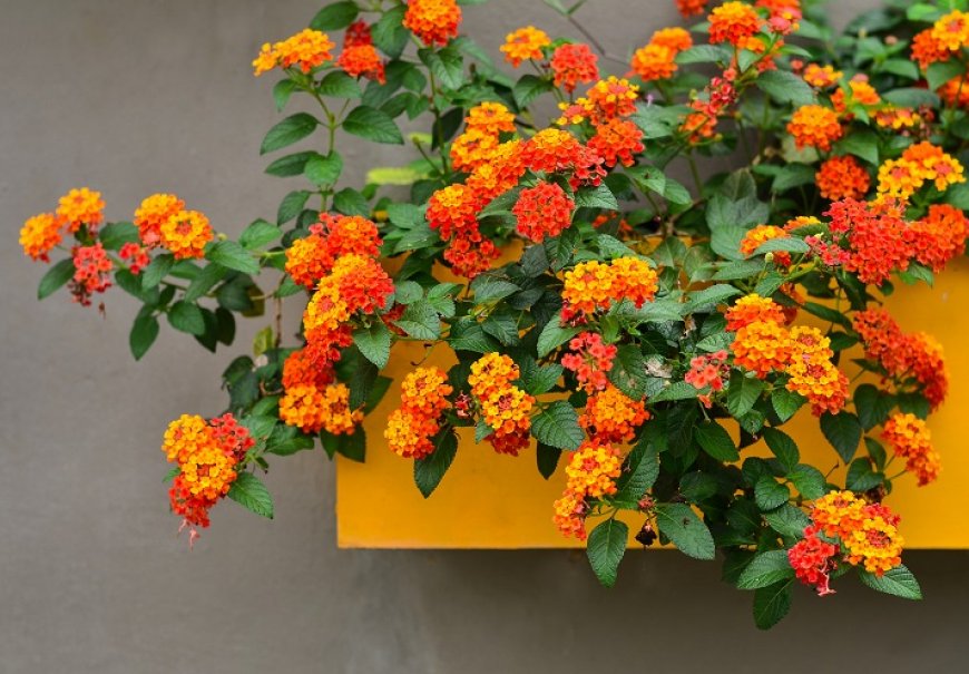 Lantana viseća - Lantana montevidensis