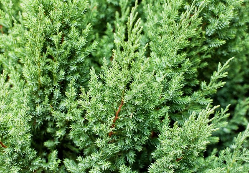 Borovica - Juniperus chinensis 'Stricta'