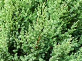 Chinese Juniper - Juniperus chinensis 'Stricta'