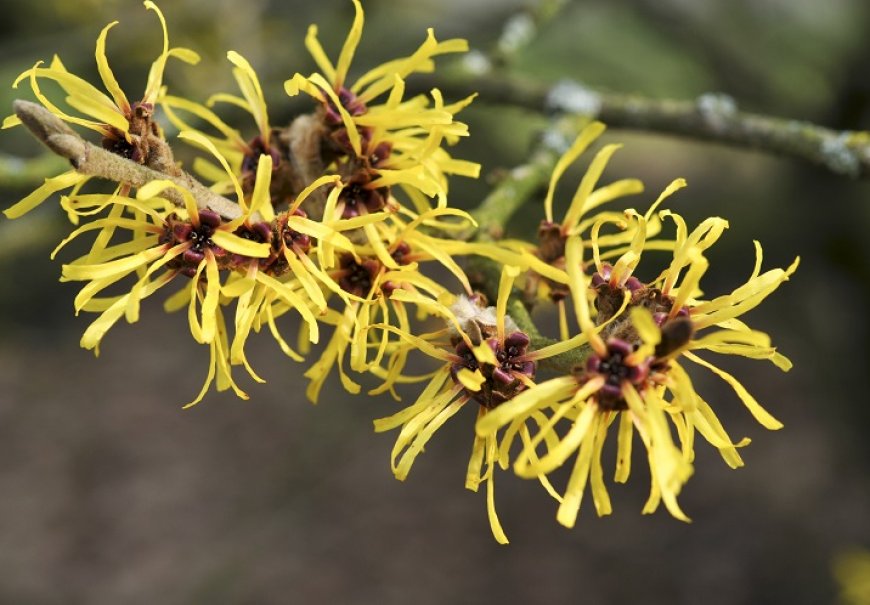 Viještičja lijeska - Hamamelis mollis