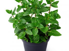 Peppermint - Mentha piperita var. odorata