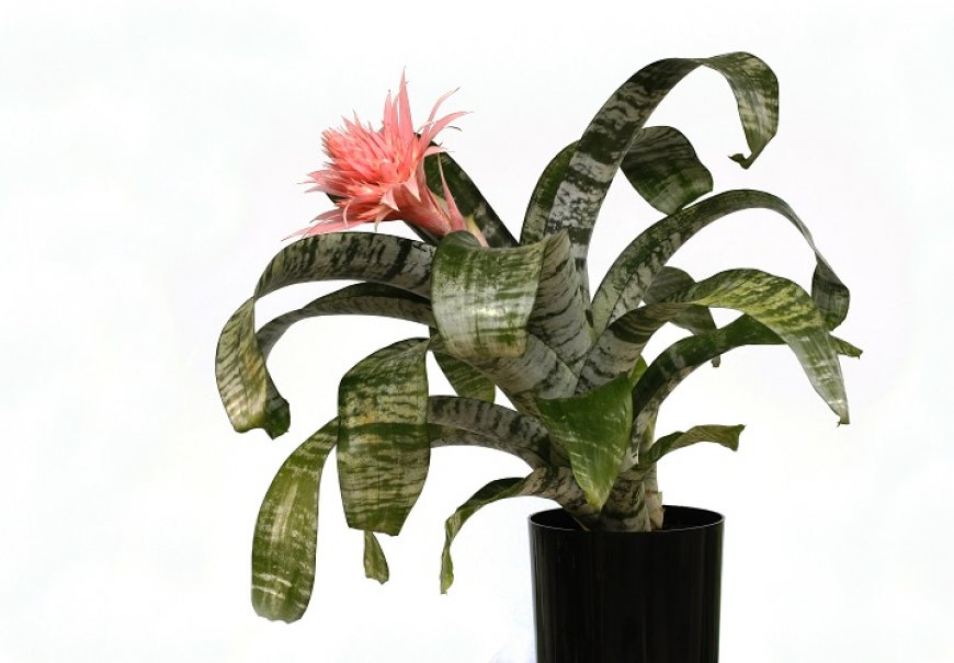 Silver-Vase - Aechmea fasciata
