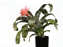 Silver-Vase - Aechmea fasciata