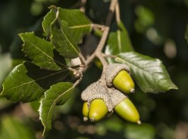 Holm Oak - Quercus ilex
