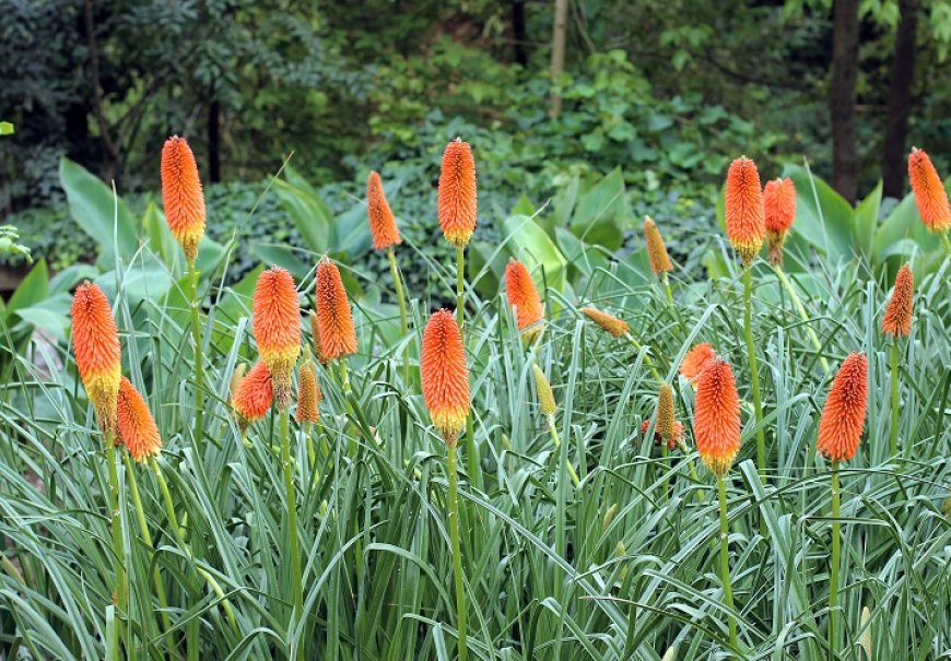 Tritoma - Kniphofia uvaria