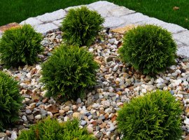Eastern Arborvitae - Thuja occidentalis 'Danica'