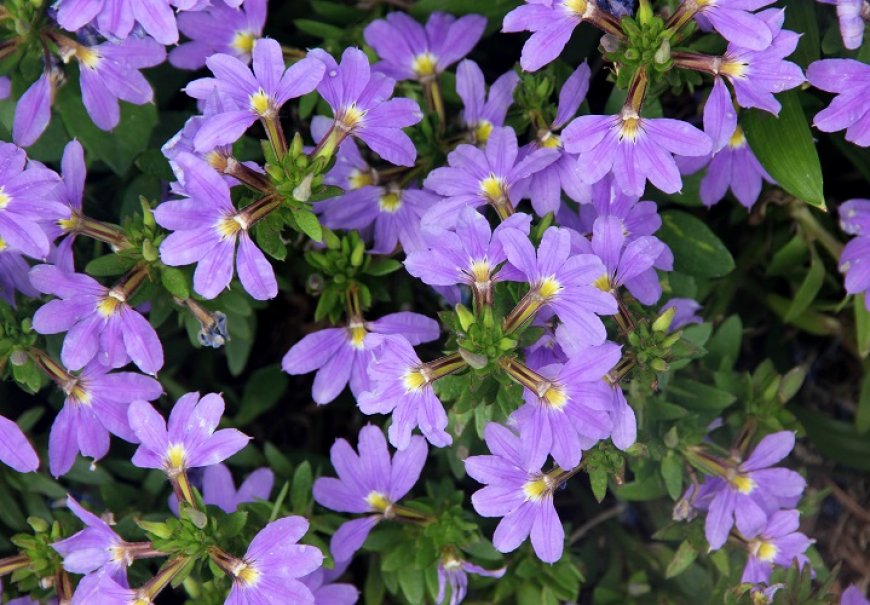 Skevola - Scaevola aemula