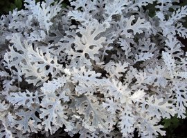 Cinerarija - Cineraria maritima