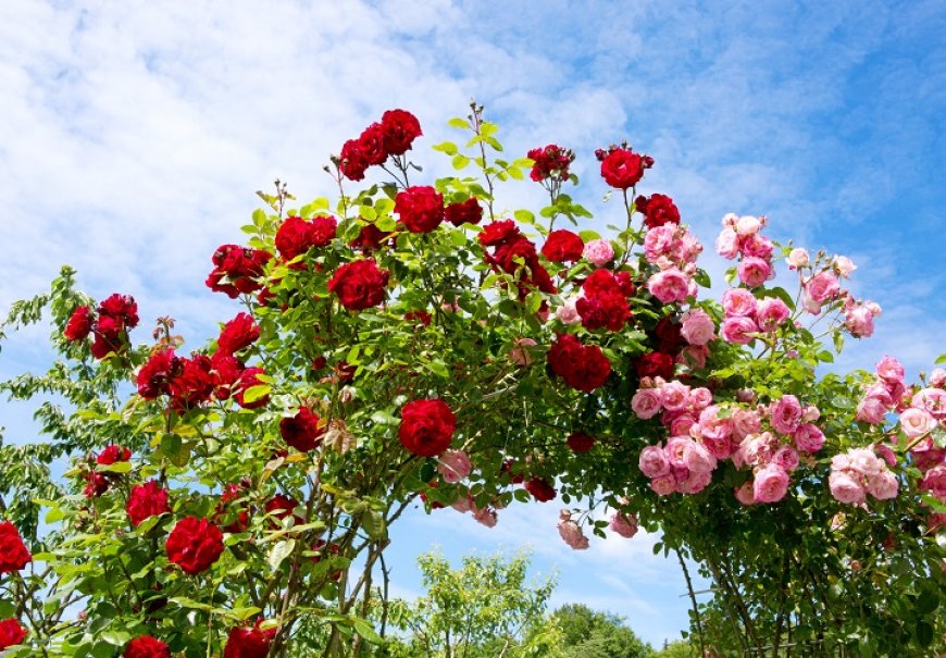 Climbing rose
