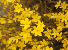 Winter Jasmine - Jasminum nudiflorum