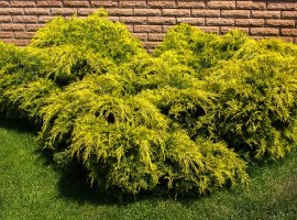 Pfitzer Juniper - Juniperus x media