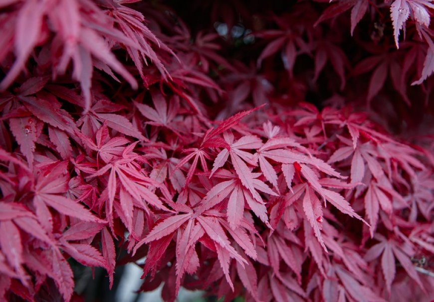 Japanese Maple - Acer palmatum 'Atropurpureum'