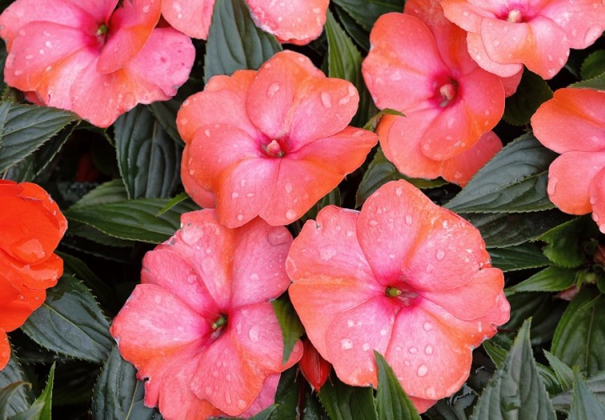 Vodenica 'Nova Gvineja' - Impatiens New Guinea