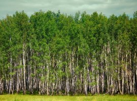White Birch - Betula alba
