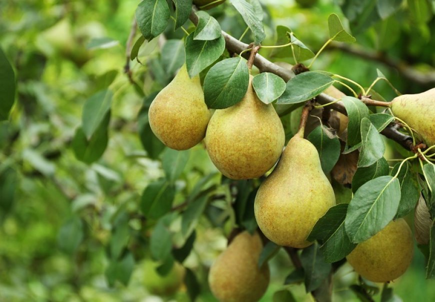 Pear - Pyrus communis