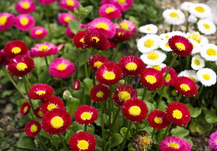 Daisy - Bellis perennis