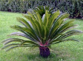 Sago Cycad - Cycas revoluta