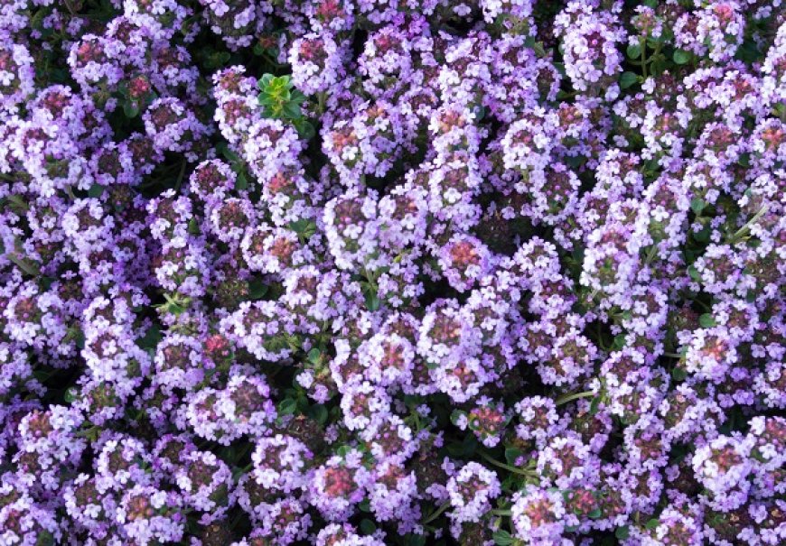 Common Thyme - Thymus vulgaris