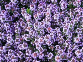 Common Thyme - Thymus vulgaris