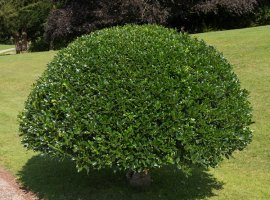 Common holly - Ilex aquifolium