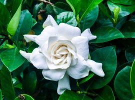 Gardenija - Gardenia jasminoides
