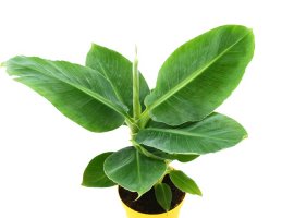 Banana - Musa x paradisiaca