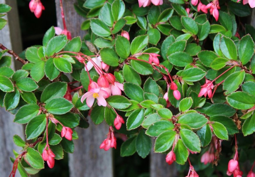 Begonia Dragon Wing
