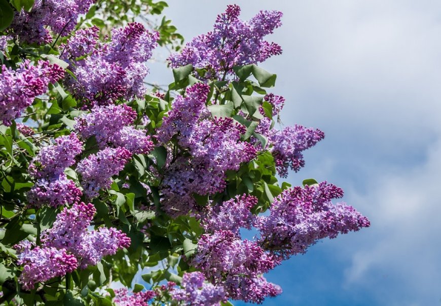 Lilac - Syringa vulgaris 