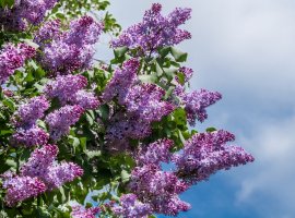 Lilac - Syringa vulgaris 
