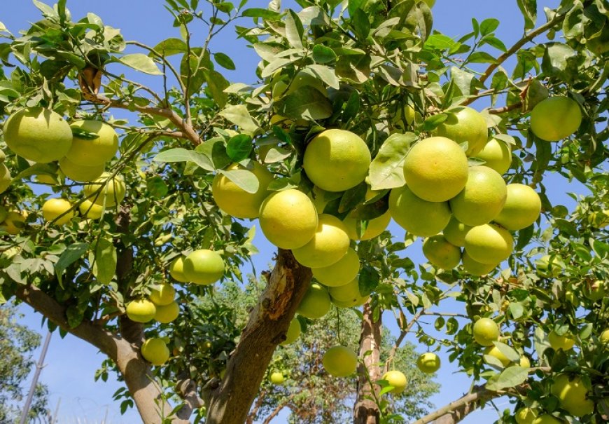  Grapefruit - Citrus paradisi