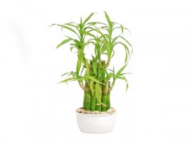 Ribbon Dracaena - Dracaena sanderiana