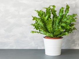 Gnjezdasta paprat - Asplenium nidus