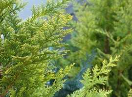 Lawson’s Cypress - Chamaecyparis lawsoniana 'Ellwoodii'	 