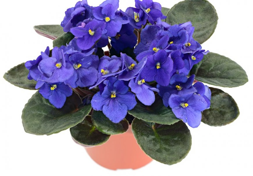 African violet - Saintpaulia ionantha
