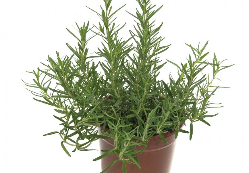 Rosemary creeping - Rosmarinus prostratus