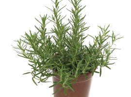 Rosemary creeping - Rosmarinus prostratus