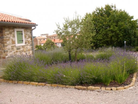 Garden in Momjan