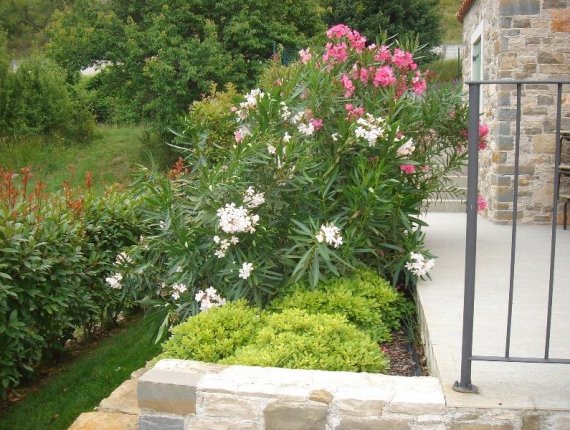Garden in Momjan