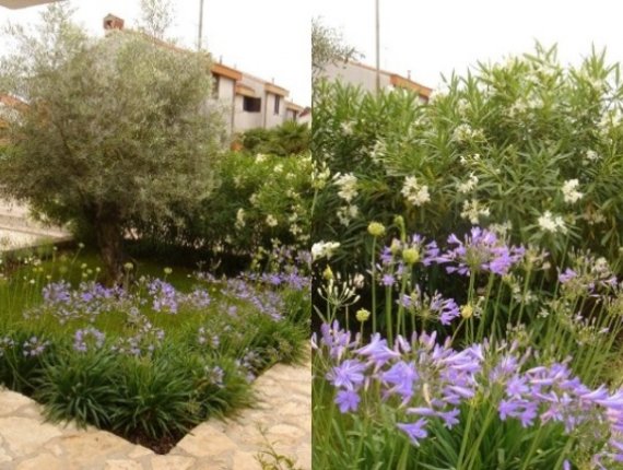 Garden in Umag