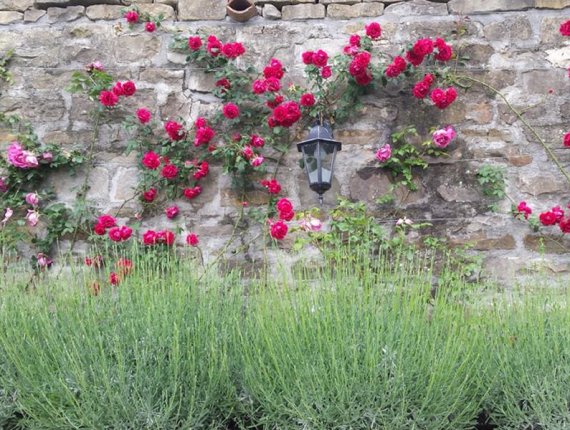 Garden in Momjan